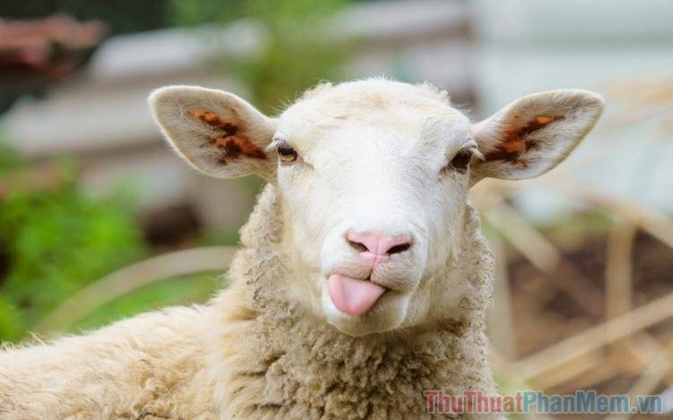 Top 99+ hình đại diện nhóm 'bựa' nhất