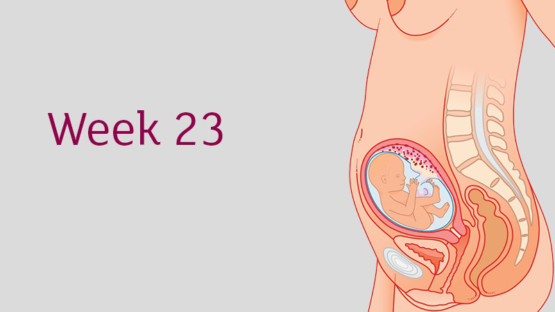 Thai 23 tuần mẹ tăng bao nhiêu kg là bình thường? 1