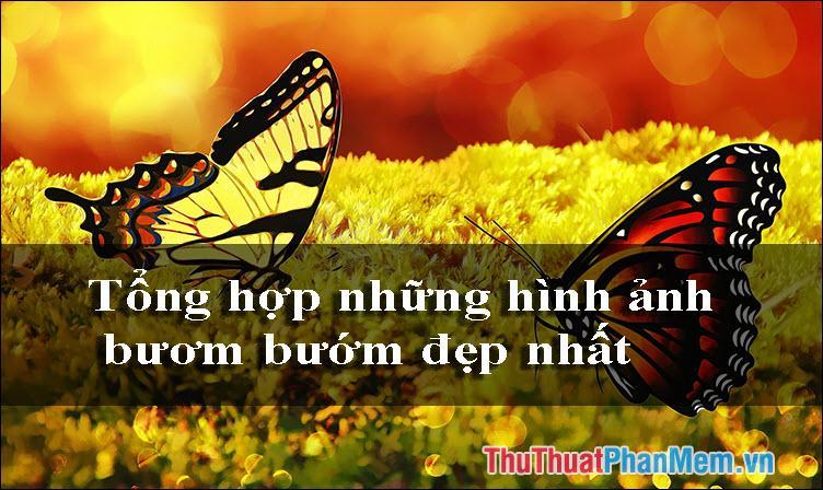 Tổng hợp hình ảnh con Bướm đẹp nhất