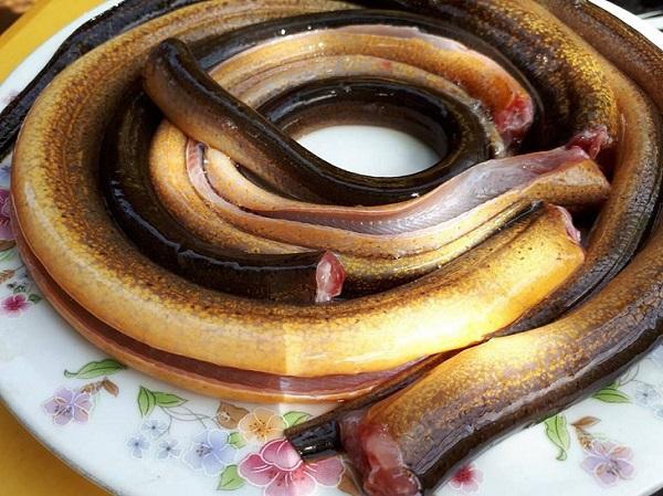 13 cách nấu cháo lươn cho bé ăn dặm thơm ngon lại không bị tanh