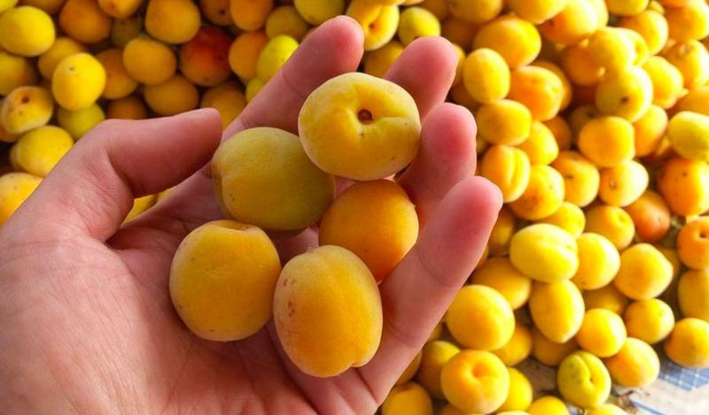 Cách ngâm rượu mơ mật ong đúng chuẩn, tốt cho sức khoẻ ngay tại nhà