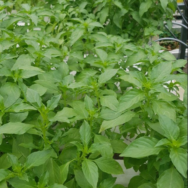 Lá é có phải là lá quế không? Câu trả lời khiến bạn bất ngờ