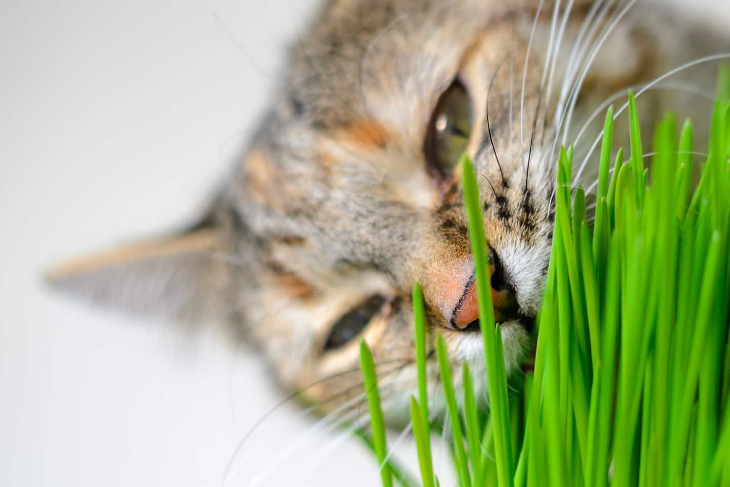 Cỏ mèo có tác dụng gì? Tại sao mèo lại “phát điên” vì món “salad xanh” này