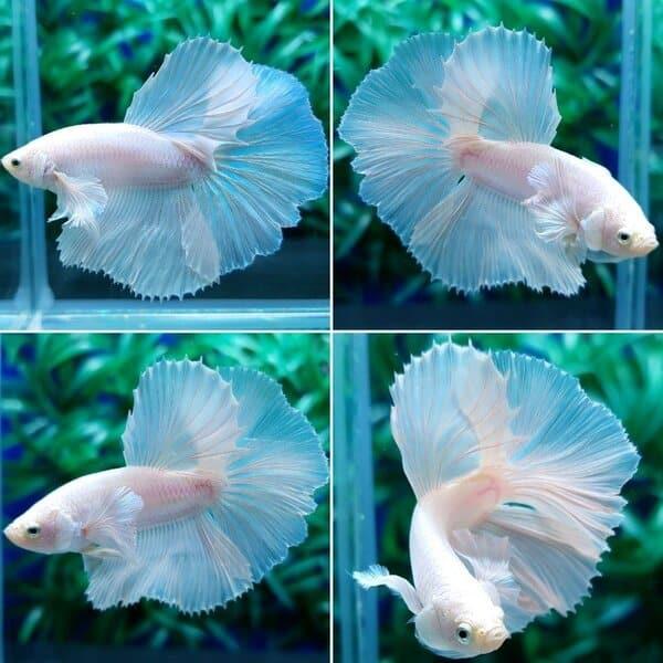 Giải mã giấc mơ thấy cá và ý nghĩa đằng sau điềm báo của giấc mơ