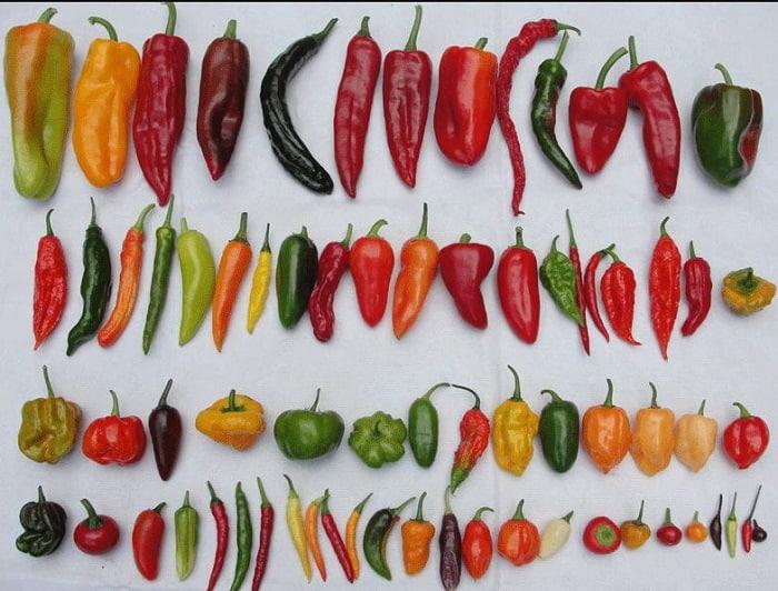 Khám phá TOP 21 loại ớt cay nhất thế giới bạn có dám thử không?
