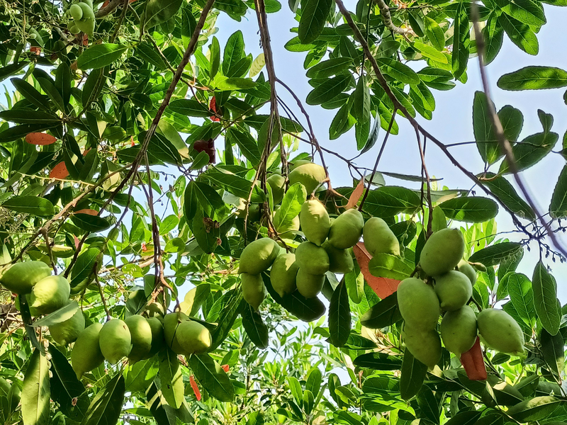 Quả trám và cà na có phải là một hay không?