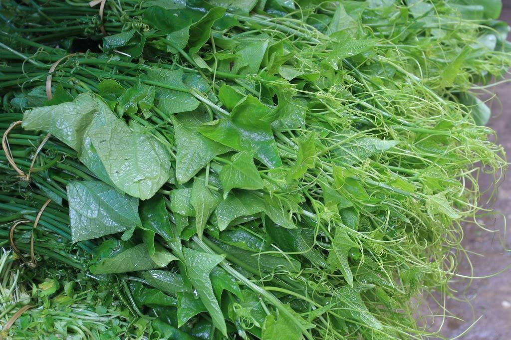 Những món rau đặc sản Sapa siêu ngon bạn đã thử chưa?