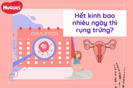 Hết kinh bao nhiêu ngày thì rụng trứng? Cách nhận biết chính xác