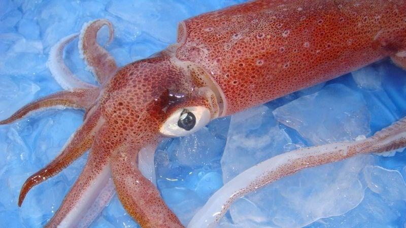 Cách bảo quản mực tươi thơm ngon và giữ được lâu nhất