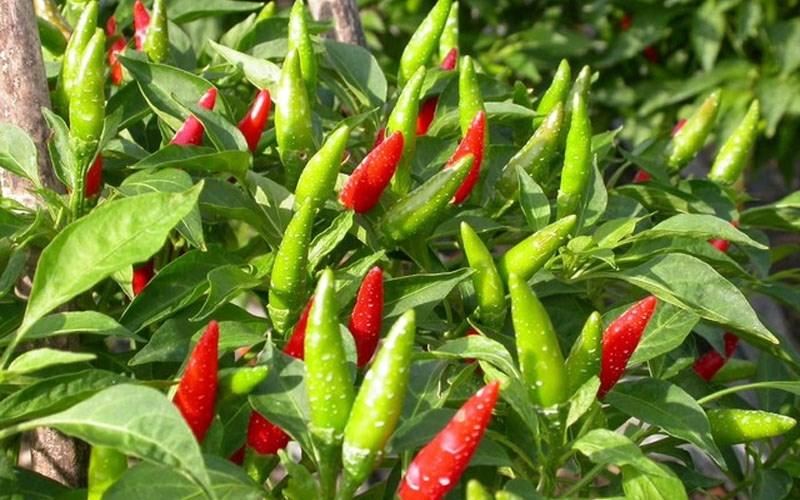 5 Loại ớt trồng nhiều ở Việt Nam