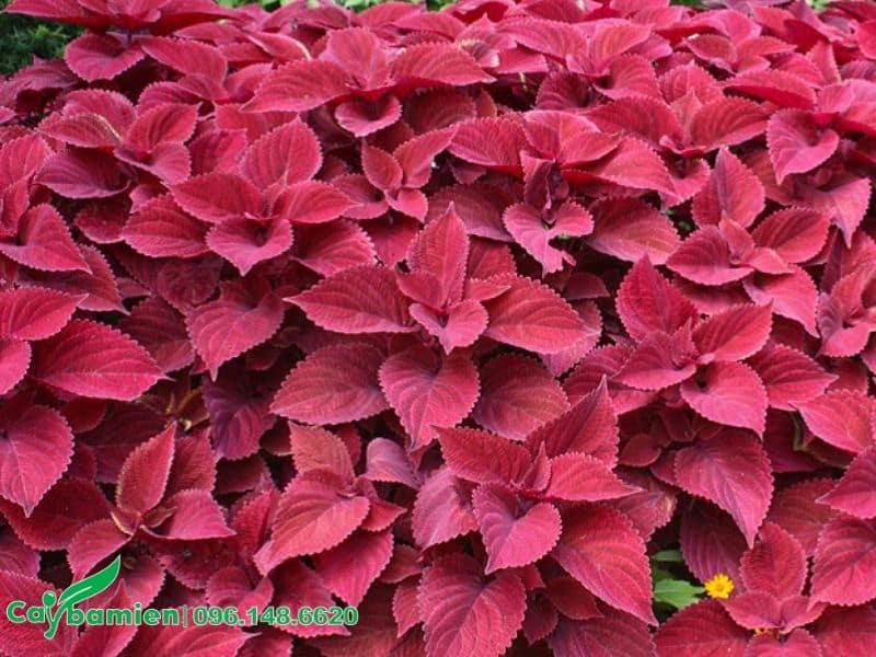 CÂY LÁ GẤM (TÍA TÔ CẢNH)