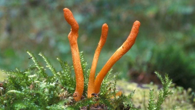 Đông Trùng Hạ Thảo (Trùng Thảo) – Những cây thuốc và vị thuốc Việt Nam – Đỗ Tất Lợi