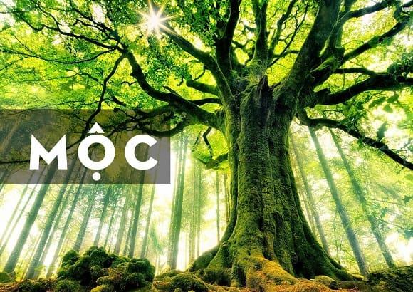 Người mệnh Mộc chọn xe ô tô màu gì?