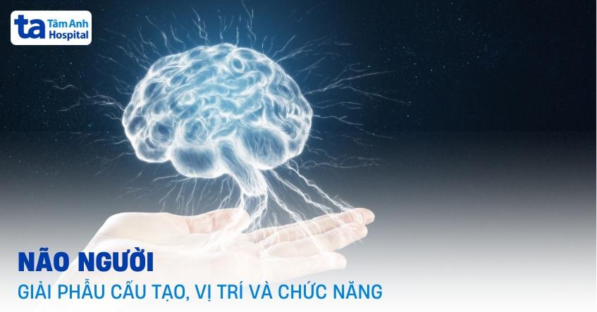 Não người: Giải phẫu cấu tạo, hình ảnh và vị trí của não bộ