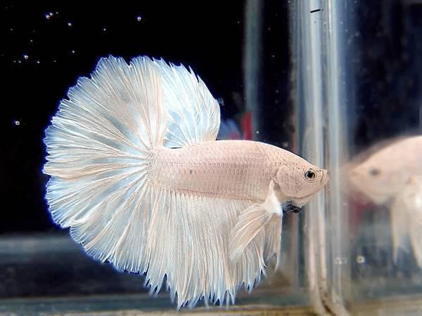 Xổ số miền bắc thứ sáu tuần rồi