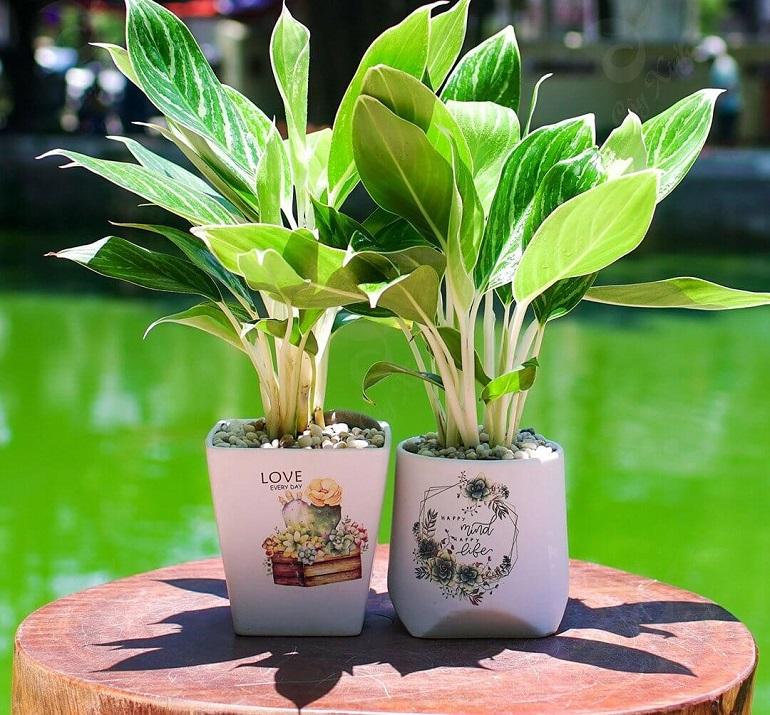 Cây phong thuỷ tuổi Dần đón tài lộc, may mắn theo từng mệnh