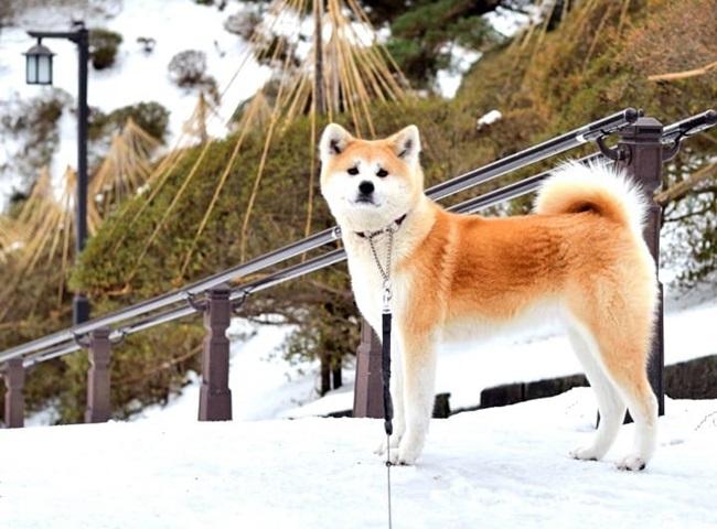 Chó Akita - 10 sự thật về giống chó đáng yêu này - 2