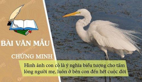 Bộ sưu tập hình ảnh con cò đỉnh nhất