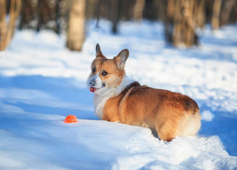 Chó không đuôi Corgi mang dáng vẻ ngộ nghĩnh