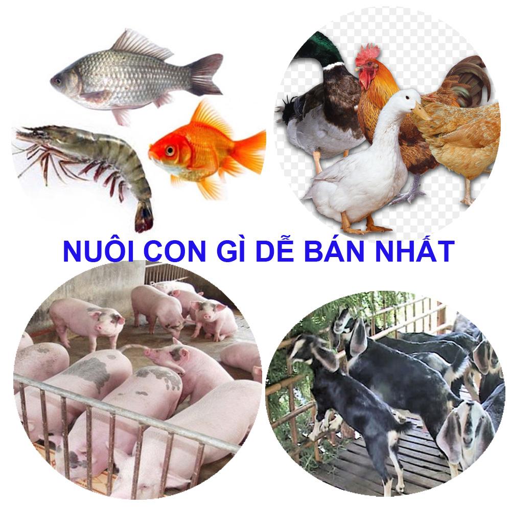 Nuoi Con Gi De Ban Nhat