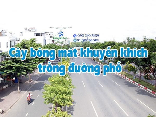 18 Cây Bóng Mát Khuyến Khích Trồng Đường Phố