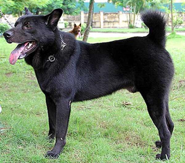 Chó H’mông cộc – Loài quốc khuyển của Việt Nam