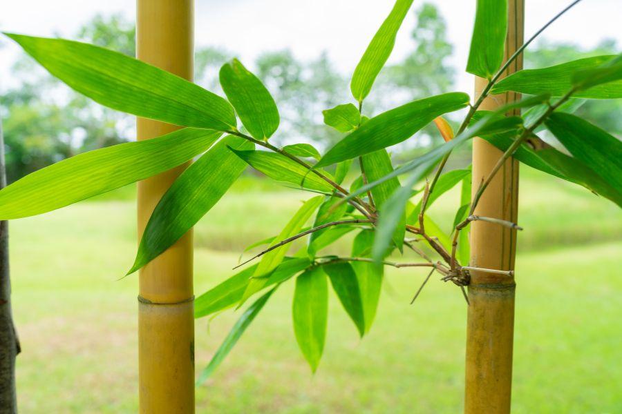 Cây trúc có tên khoa học là Phyllostachys là một chi thuộc tông Tre.