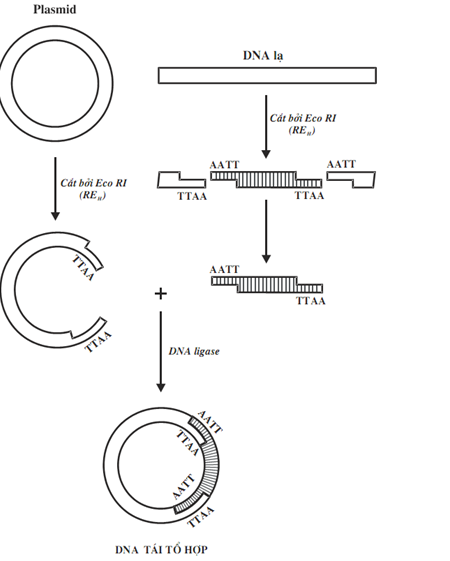 Quá trình tạo ADN tái tổ hợp - kiến thức về tạo giống bằng công nghệ gen