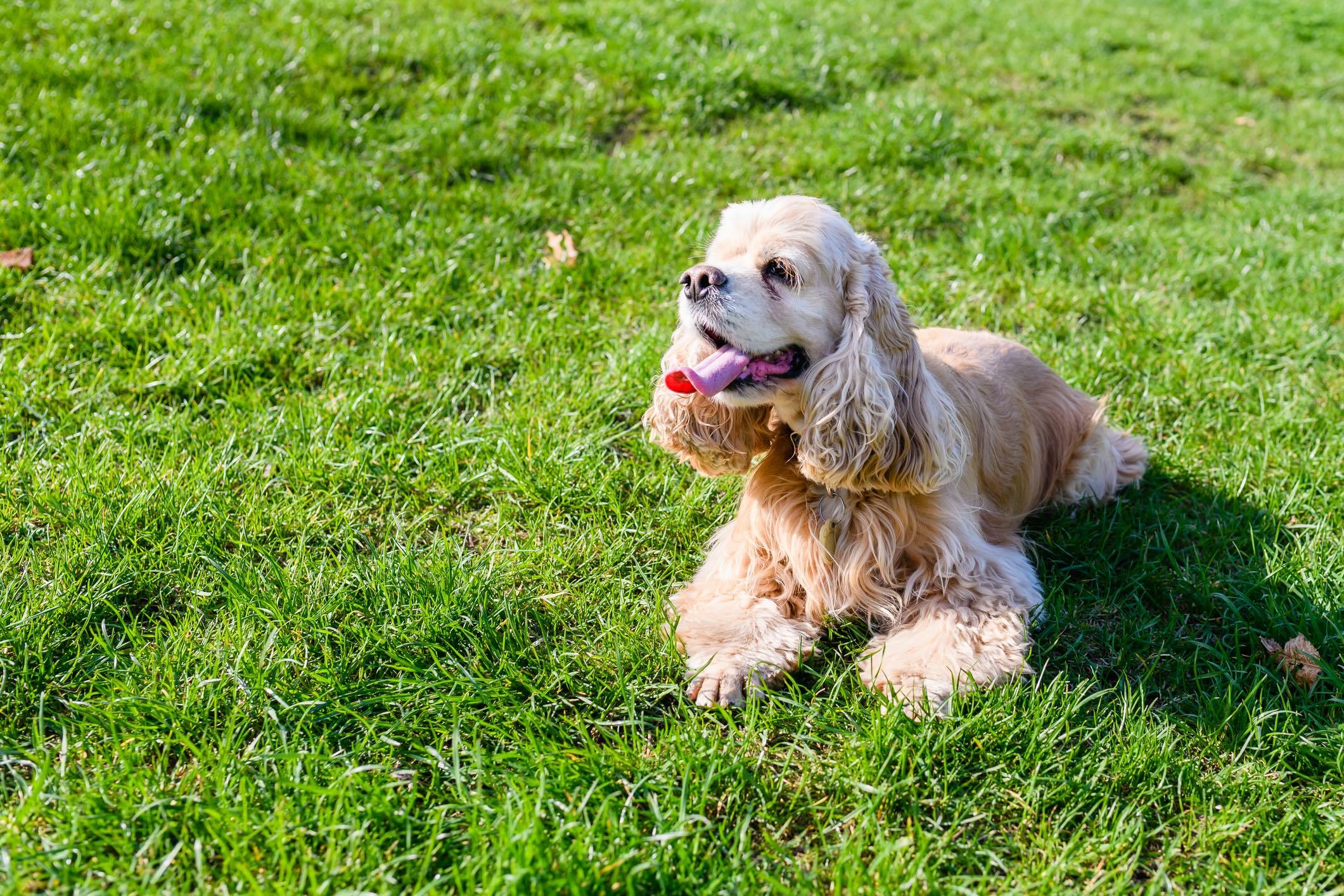 buff-colored cocker spaniel lying in green grass