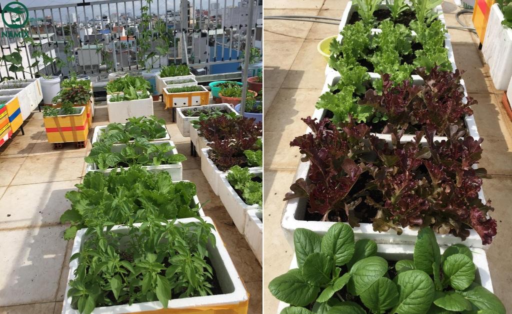 7 loại rau trồng không cần nắng, càng để râm càng bội thu cả rổ