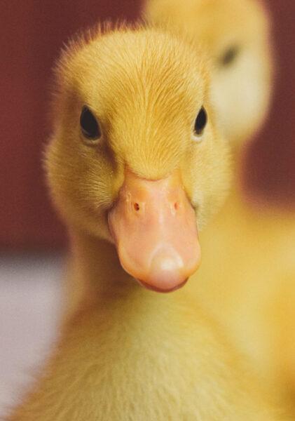 Hình nền con vịt cute, dễ thương, đẹp nhất