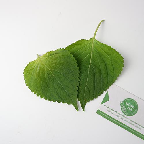 Cây 'Kim cương' (Lan gấm) chữa lao phổi, viêm phế quản