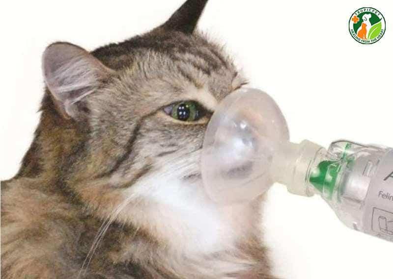 Mèo bị khó thở