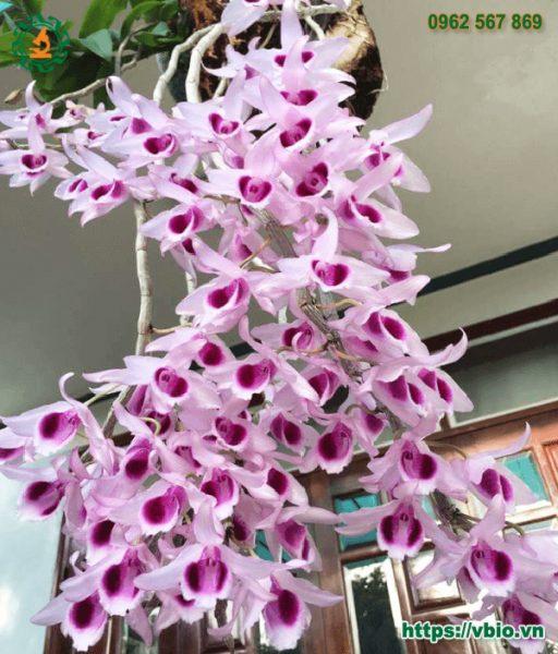 Tất tần tật về các loại lan phi điệp hiện nay