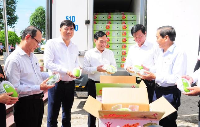 Lô xoài tượng da xanh đầu tiên của Cần Thơ xuất Mỹ, Úc