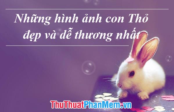 Những bức ảnh đẹp nhất về chú Thỏ dễ thương và ngộ nghĩnh