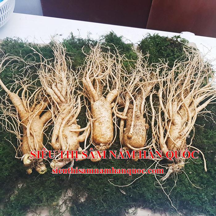 Sâm Tươi Hàn Quốc 5 Củ 1Kg Đều Đẹp