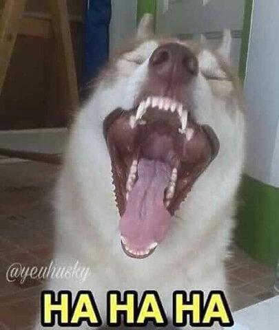 ảnh chó buồn cười dễ thương