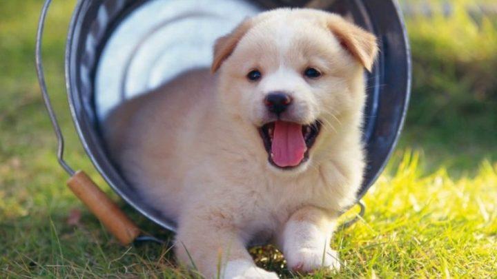 Tuyển Tập Hình Ảnh Con Chó Con Dễ Thương: Khám Phá Vẻ Đẹp Vô Bờ Bến