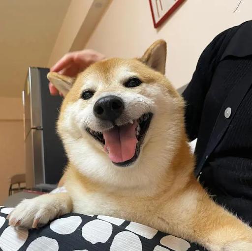 Kiến thức  Chó Shiba Meme – Tổng Hợp Những Meme Shiba Nổi Tiếng