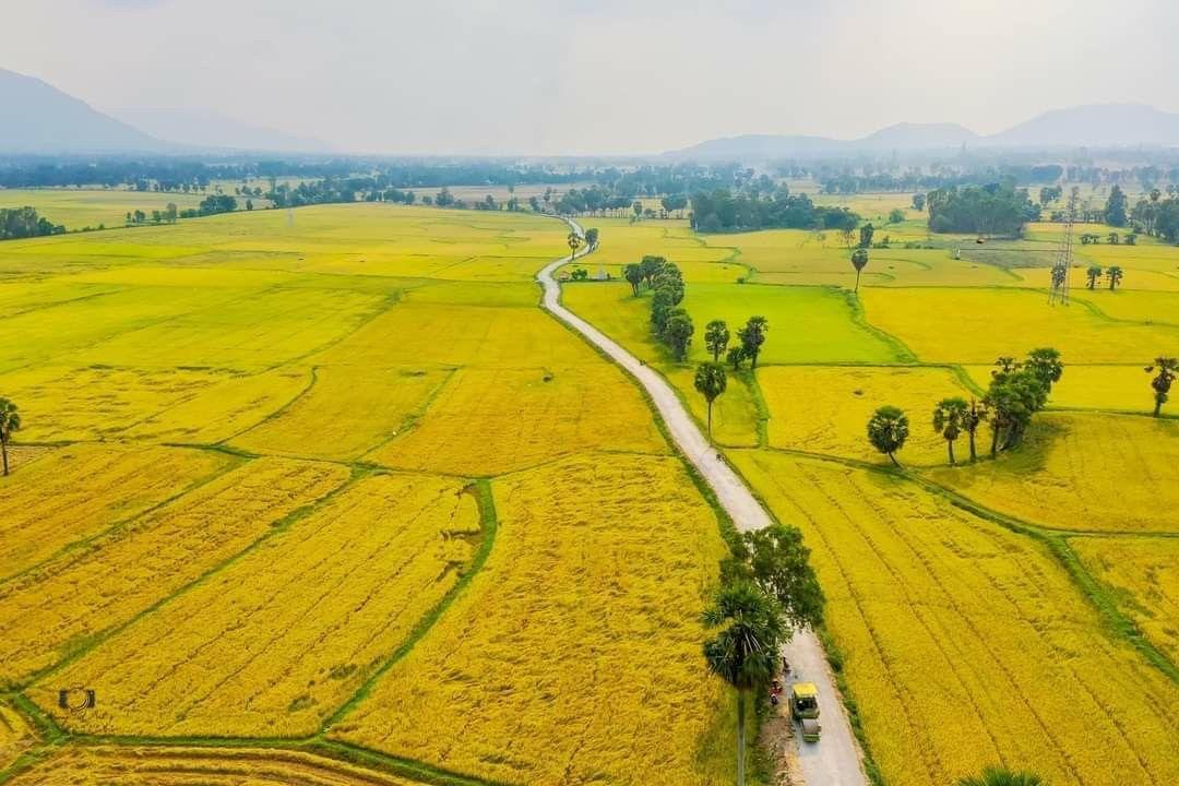 Ảnh đồng quê với đồng lúa xanh bát ngát dưới trời nắng