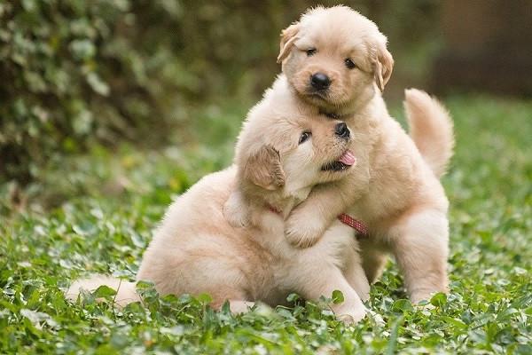 Hình hai con chó con ôm nhau dễ thương