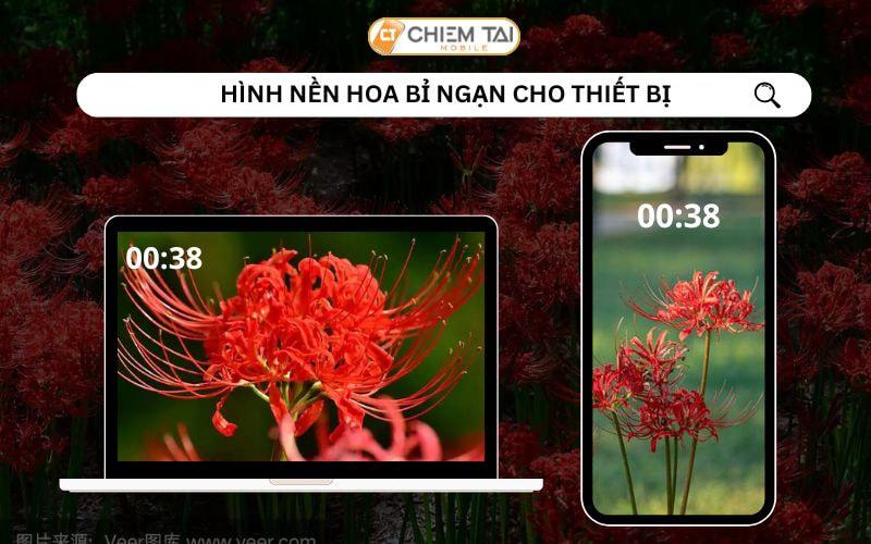 TOP 299+ Hình nền hoa bỉ ngạn ma mị, xinh đẹp, FULL HD 8K 4K