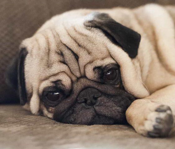 Chú chó Pug mặt xệ với biểu cảm buồn bã nhưng vẫn vô cùng đáng yêu