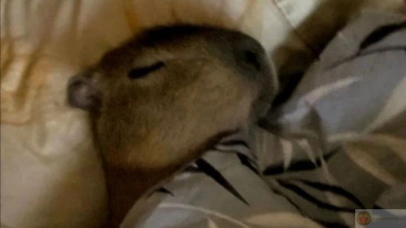 Bộ ảnh capybara meme cầm dao hài hước hét vào mặt