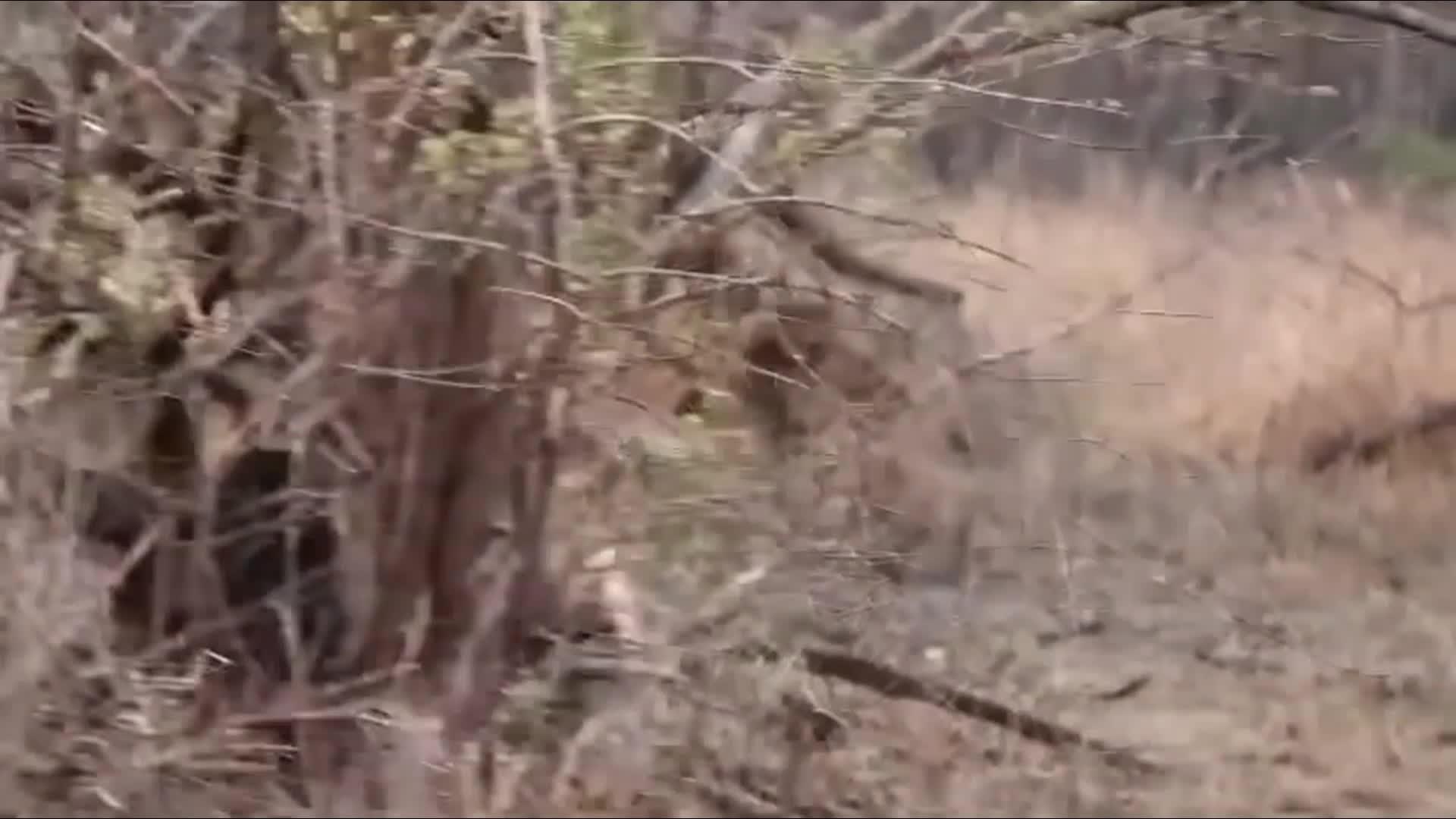 Hình ảnh hiếm thấy trong tự nhiên: Báo hoa mai cái “gạ tình” sư tử đực - 1