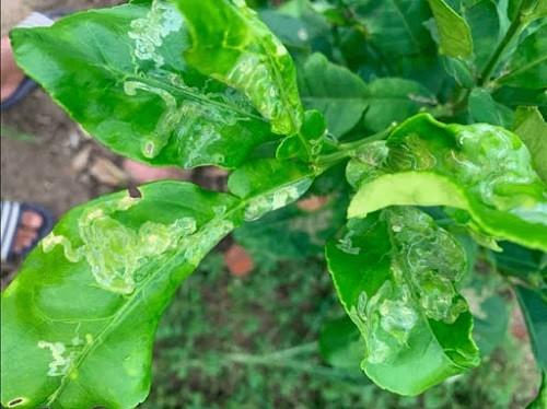 CHI CỤC TRỒNG TRỌT VÀ BẢO VỆ THỰC VẬT NINH BÌNH