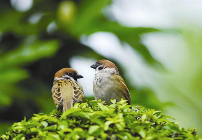 Bao giờ Hà Nội tiếng chim chuyền cành?!