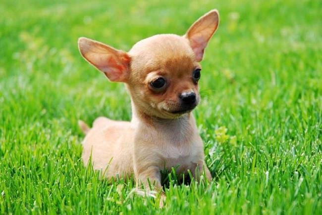 Khám phá những giống chó cute nhất thế giới: Đặc điểm, chăm sóc và lợi ích