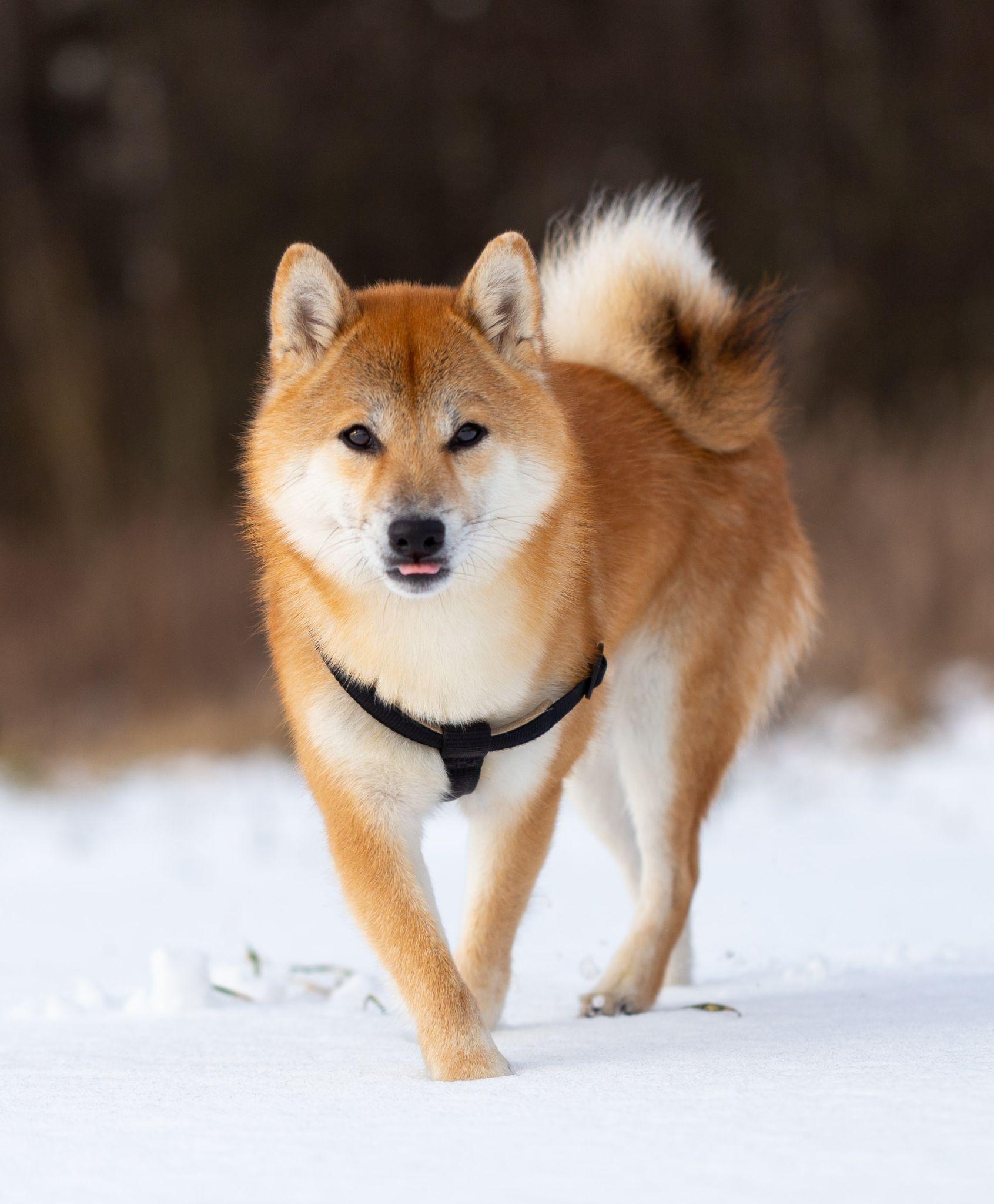 Shiba loài chó nổi tiếng vì khuôn mặt phúc hậu và hay cười